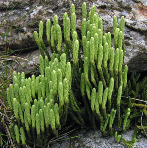 Alpine clubmoss.png