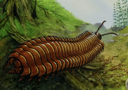 millipede cropped.png
